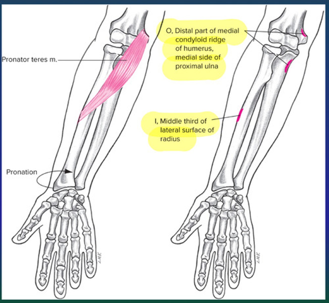 <p>Lateral edge of mid-radius</p>