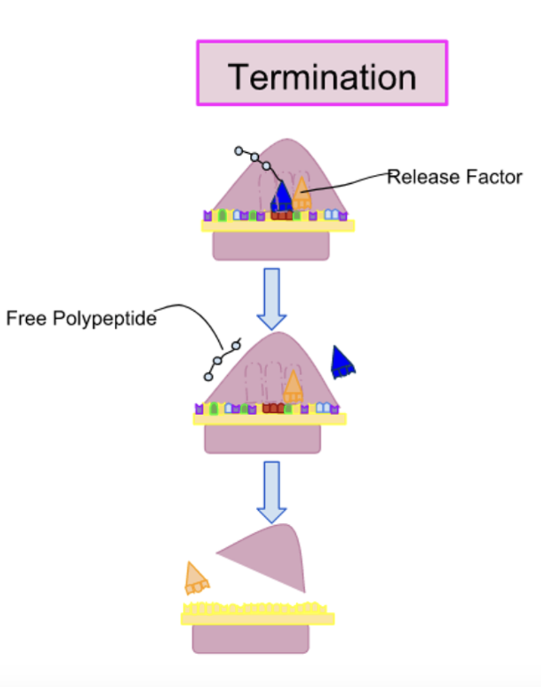 <p><strong>1)</strong> The strip codons (UGA, UAA, UAG) are not recognized by a tRNA and do not specify an amino acid</p><p><strong>2) </strong>The release factors ( made of proteins) bind to any stop codon that reaches A-site <strong>( stimulates the release and dissociation of the ribosome) </strong></p><p><strong>3) </strong>The binding of release factors alter the enzyme activity in the ribosome, resulting in hydrolysis of polypeptide chain from the last tRNA</p><p><strong>4) </strong>The disassembly of the entire complex occurs after the release of polypeptide chain</p><p><strong>5) </strong>The ribosome also releases mRNA, that is later degraded, and dissociates into 2 subunits that can reassemble on another mRNA molecule to restart protein synthesis </p><p></p><p></p>