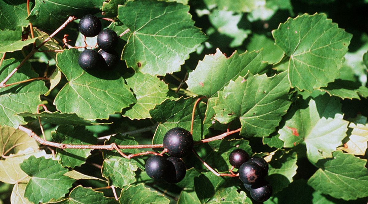 <p>vine, aerial roots, low wet area, shreddy flat patchy flakey bark, smaller rounder grape leaf, big grape fruit thicker hide big seed, single tendril unsplit</p>