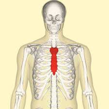 <p>Breastbone region.</p>