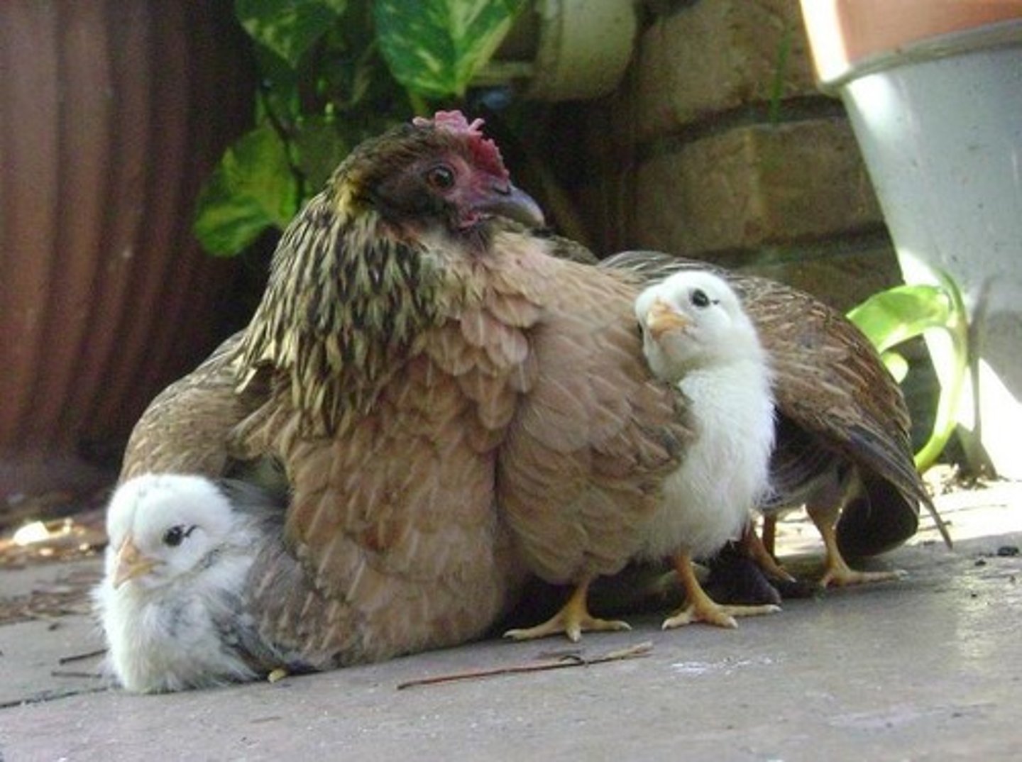 <p>chicken, hen</p>