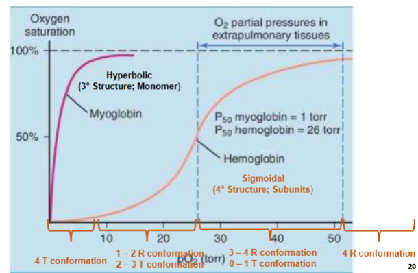 <p>x-axis partial pressure of  subunits in torr</p><p>y-axis o2 saturation</p><ul><li><p>1) Myo. is a monomer, has a tertiary structure, 1 site in o2 binding (hyperbolic curve meaning)</p></li><li><p>2) Hemo. is a sigmodial curve, its not a monomer, quarternary structure, has cooperativity (binding of ligand in diff. sites effects binding of ligand in other sites)</p><ul><li><p>when at low O2 conc. all 4 subunits at T state</p></li><li><p>from p10-p50 have 1-2 subunits in R confirmation &amp; 2 in T confirmation</p></li><li><p>Past p50 to plateau seeing more subunits in R confirmation, less in T</p></li><li><p>At plateau all subunits in R confirmation (meaning saturated all sites are bound to O2)</p></li></ul></li></ul><p></p>