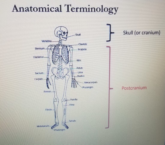 the post cranium or post cranial skeleton
