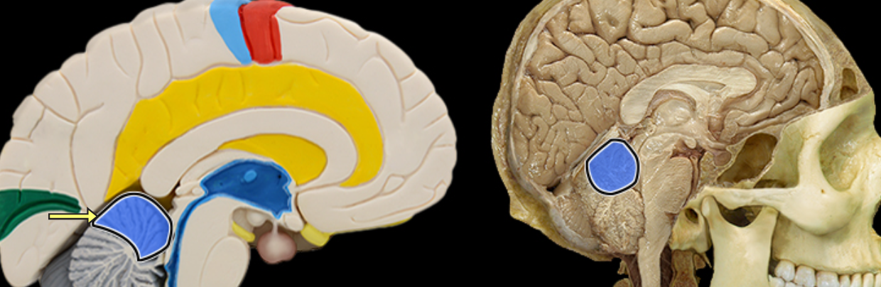 <p>Anterior lobe of cerebellum</p>