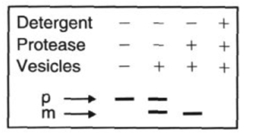<ul><li><p>when microsomes are added during protein synthesis, the proteins bearing the signal sequence are transported into the microsomes</p></li></ul><p></p>