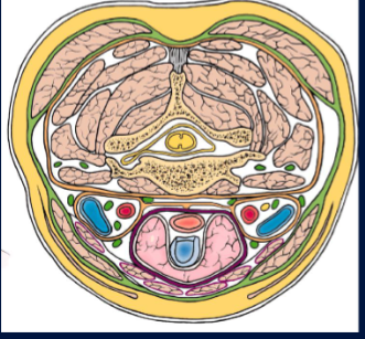 <p>Label the different fascial layers </p>