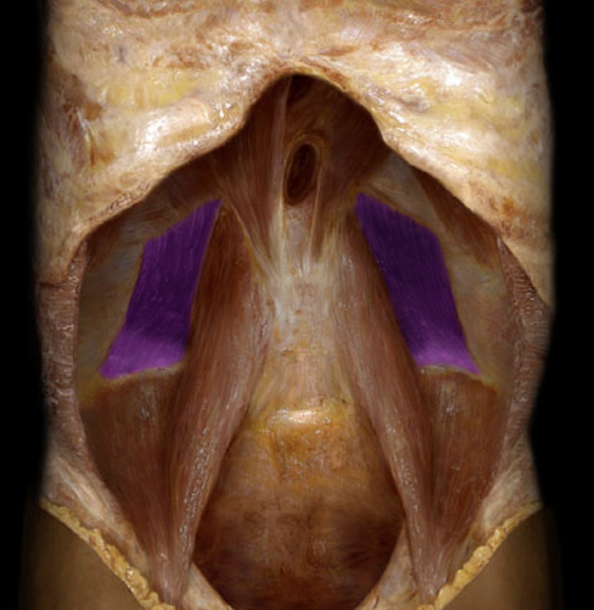 <p><em>identify the structure</em></p>