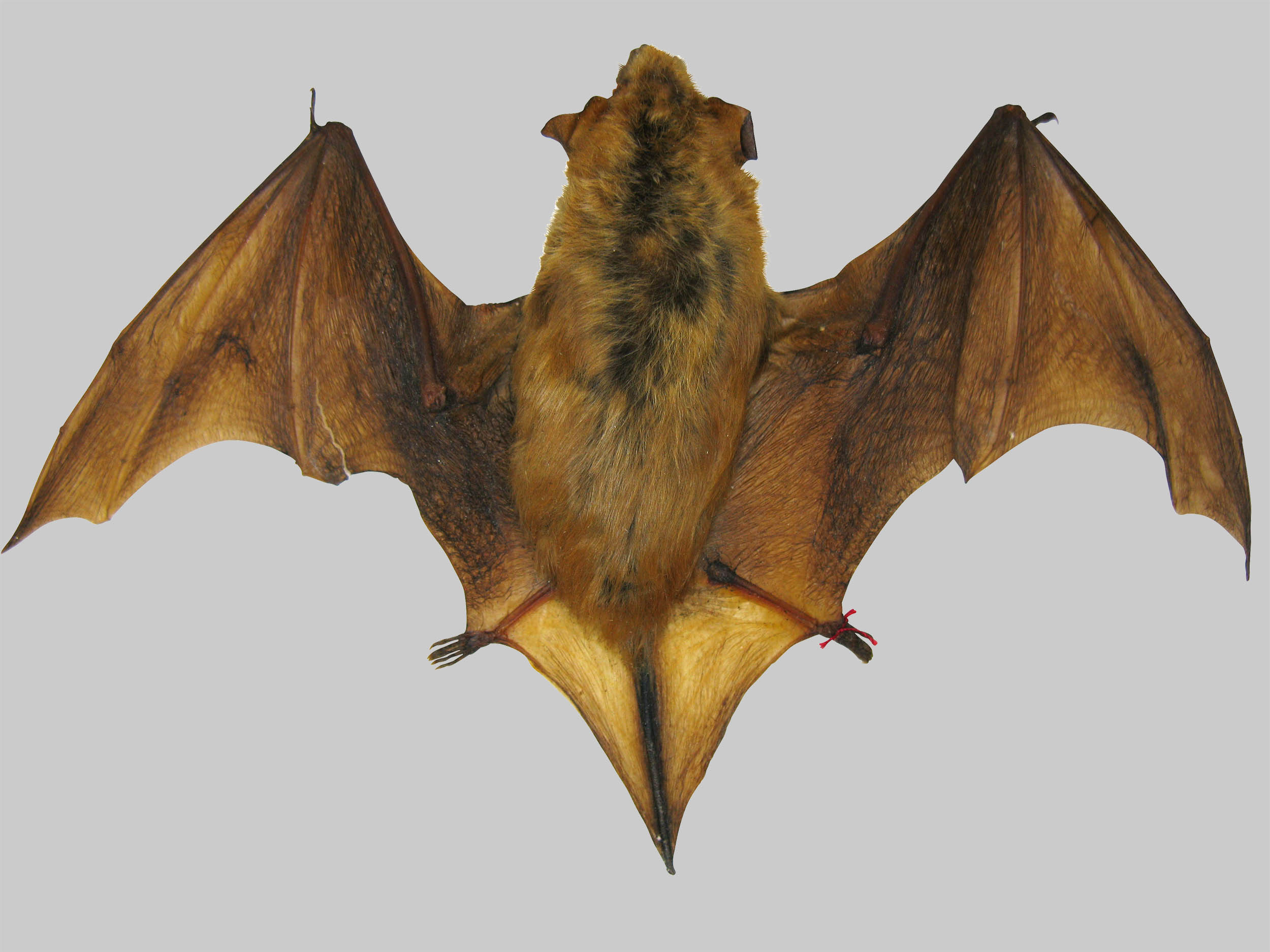 <p>Big Brown Bat</p>