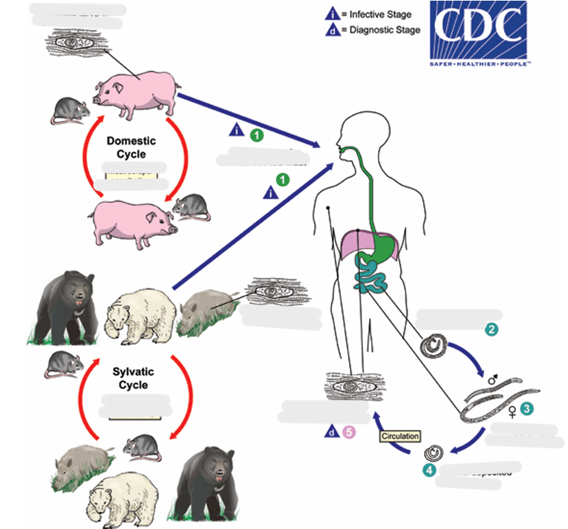 <p>Infective Stage</p>
