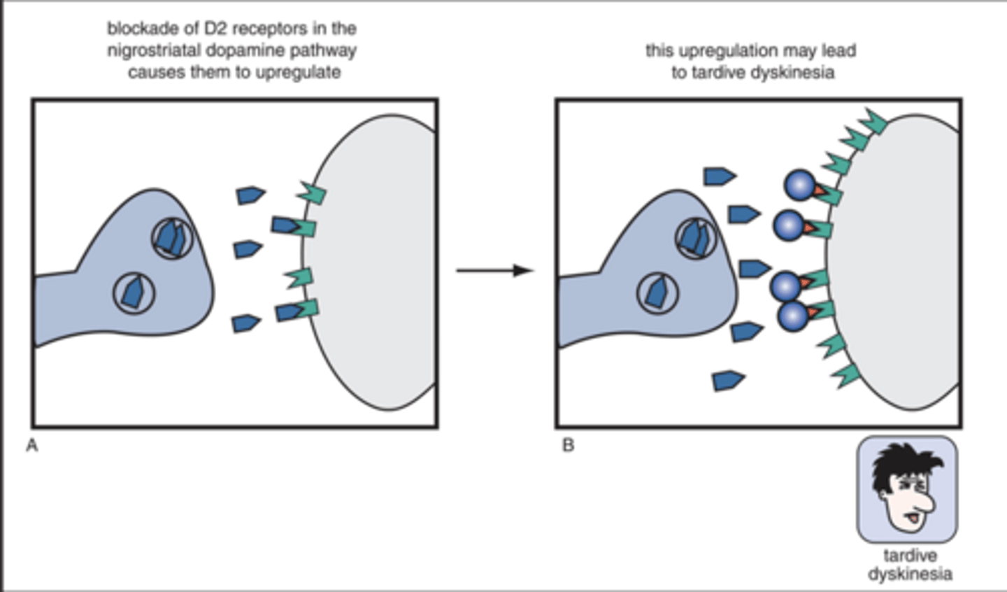 <p>-Involuntary, repetitive movements of face, tongue, lips</p><p>-Thought to be caused by DA receptor supersensitivity due to long term use</p><p>-Most cases preceded by drug-induced parkinsonism</p><p>-Occurs in the nigrostriatal tract</p><p>-Abrupt removal of antipsychotic makes it worse</p><p>-Increased dose only temporarily delays TD</p><p>-Anticholinergics worsen TD</p><p>-Pretty bad side effect</p>
