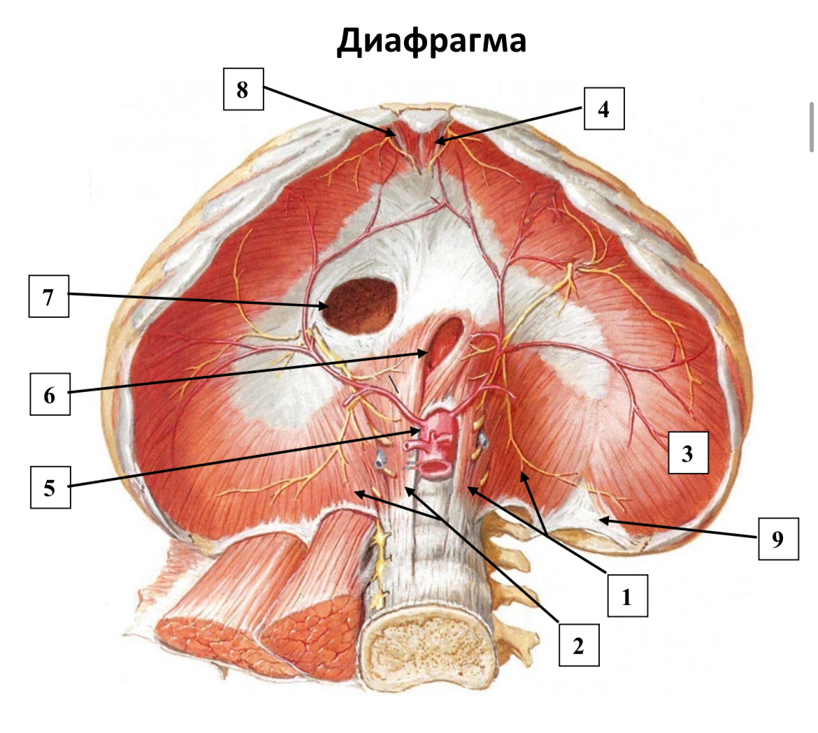 <p>1-2) поясничная часть</p><p>3) реберная часть</p><p>4) грудинная часть</p><p>5) аортальное отверстие </p><p>6) пищеводное отверстие</p><p>7) отверстие нижней полой вены</p><p>8) грудинно-реберный треугольник<span data-name="small_red_triangle" data-type="emoji">🔺</span></p><p>9) пояснично-реберный треугольник<span data-name="small_red_triangle" data-type="emoji">🔺</span></p>