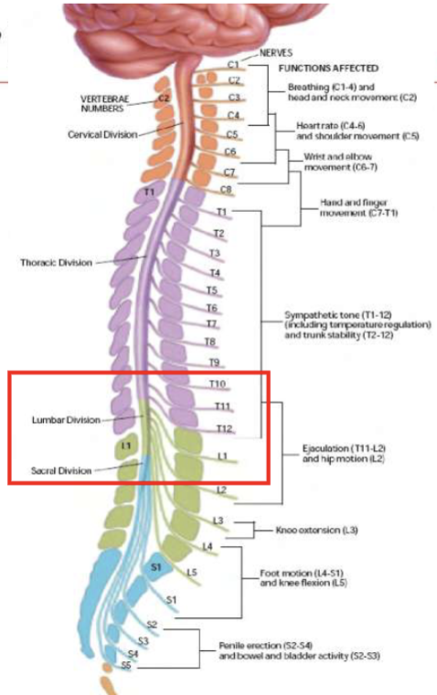 <p>the Segments of the Spinal Cord are SUPERIOR to their corresponding Bony Vertebral Body </p>