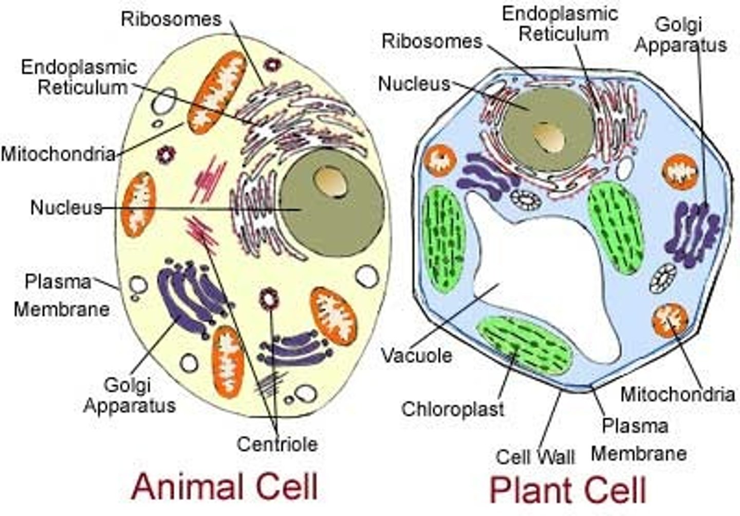 <p>A fexible fluid-flled compartment surrounded by a single membrane</p><p>Animals- wo types of small temporary vacuole occur in some animal cells but not plant or fungal cells: contractile vacuoles that expel excess water by exocytosis and food vacuoles that digest food or pathogens taken in by endocytosis.</p><p>Plants and fungi- There is often a large permanent vacuole in cells of fungi and plants, used for storage of substances and pressurizing the cell</p>