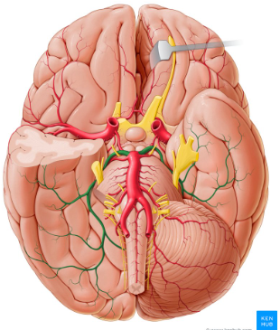 <p>What is the name of the highlighted artery?</p>
