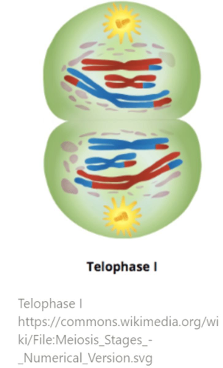 <p>telophase I</p>