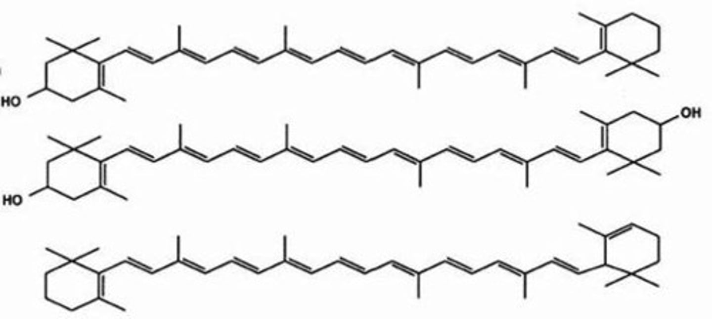<p>carotenoids</p><p>(Note: includes </p><p>pigments which </p><p>produce colors in </p><p>plants and animals. </p><p>Subgroups are </p><p>carotenes and xanthophylls)</p>