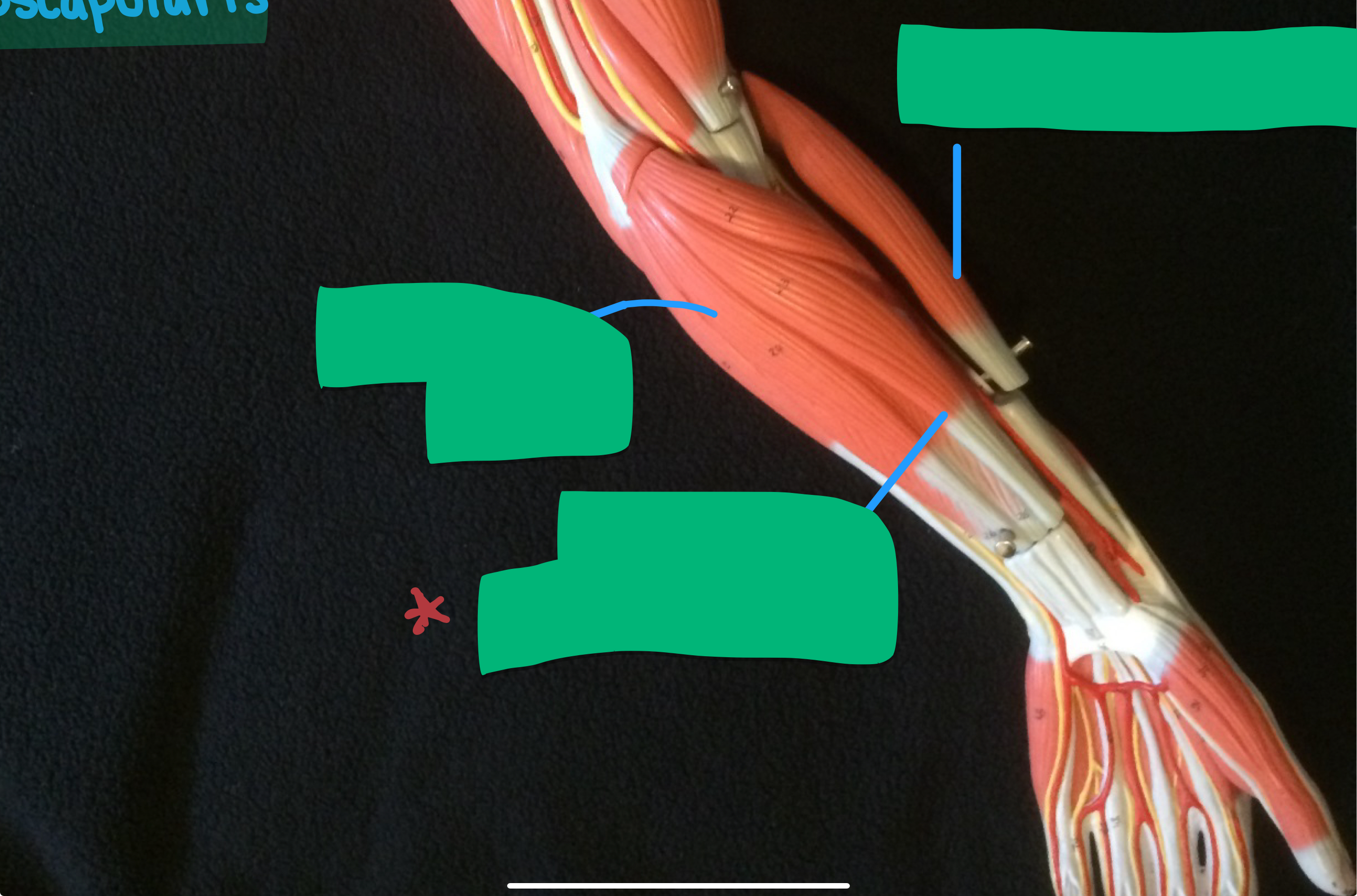 knowt flashcard image