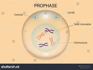 <p>chromosomes condense </p>