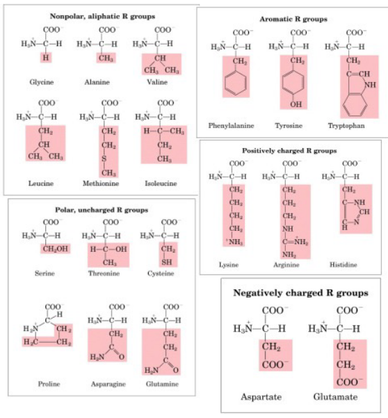 <p>Why would we need more amino acids?</p>