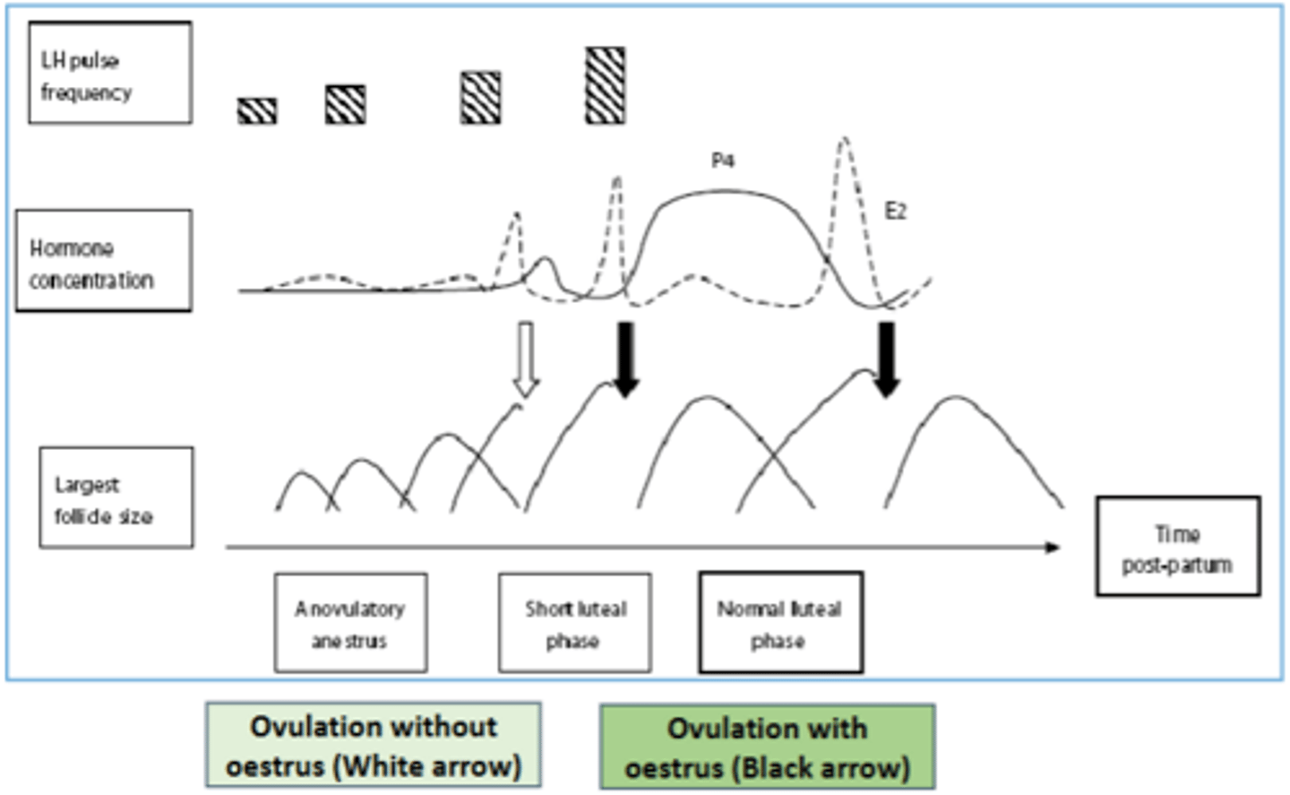 <p>- Immediate postpartum, FSH rises small follicles grow</p><p>- High E2 at calving and NEB, strong suppression on GnRH induced LH release</p><p>- Less LH, growth of DF into POF inhibited with not enough E2 production from POF and no signs of oestrus (anoestrus)</p><p>- Absence of LH surge, no ovulation of POF (anovulation)</p><p>- First PP ovulation accompanied by absence of oestrus and short luteal phase</p>