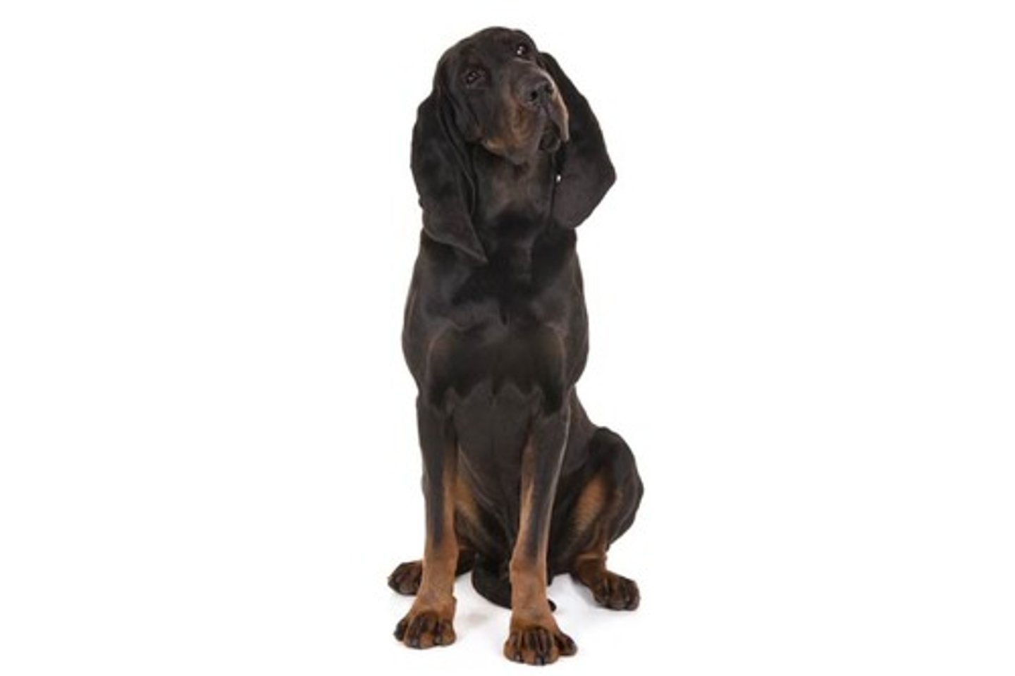 <p>Easy-Going, Bright, Brave</p><p>AKC Breed Popularity: Ranks 128 of 194</p><p>Height: 25-27 inches (male), 23-25 inches (female)</p><p>Weight: 65-110 pounds</p><p>Life Expectancy: 10-12 years</p><p>Group: Hound Group</p>