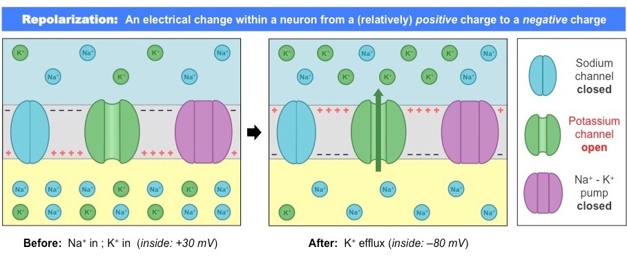 <p>After the peak of about +30 mV, <strong>voltage-gated potassium channels</strong> open. As a result, K+ ions flow out of the neuron through facilitated diffusion.</p><p>This makes the neuron less positive, and the membrane potential becomes more negative. It eventually drops back down to -70 mV.</p><p>This is the repolarization, or falling, stage.</p>