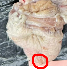 <p>Give the specific name of the part of the organ circled and the specie it came from</p>