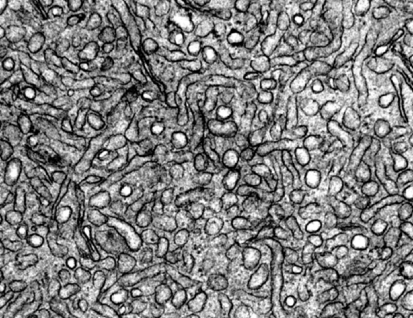 <p>what cell organelle is shown</p>