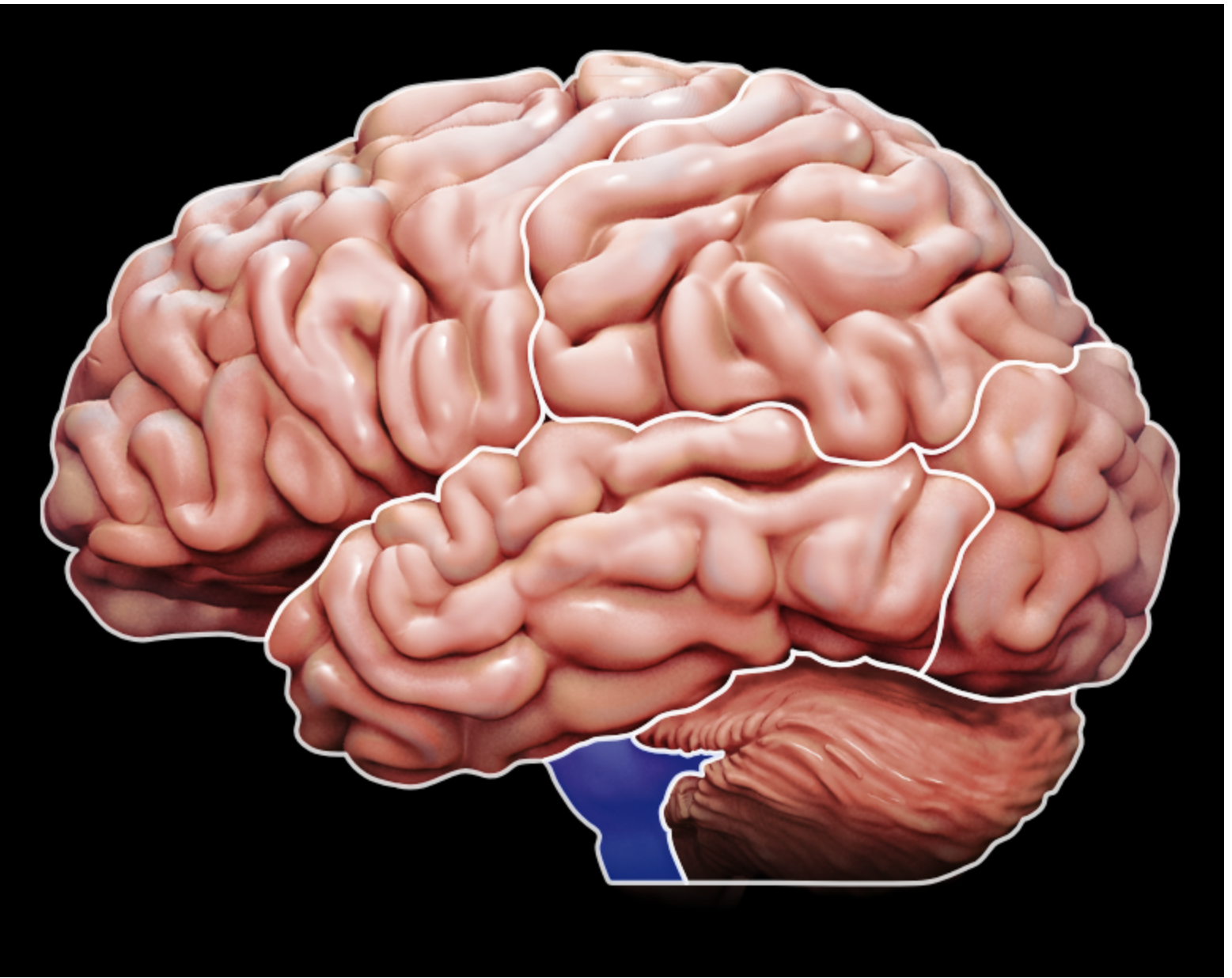 <p>what part of the brain is this?</p>