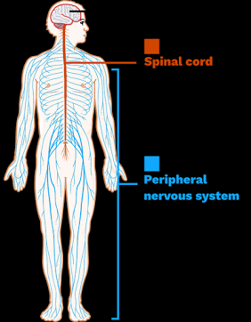 <p><span>Peripheral Nervous System (PNS)</span></p>