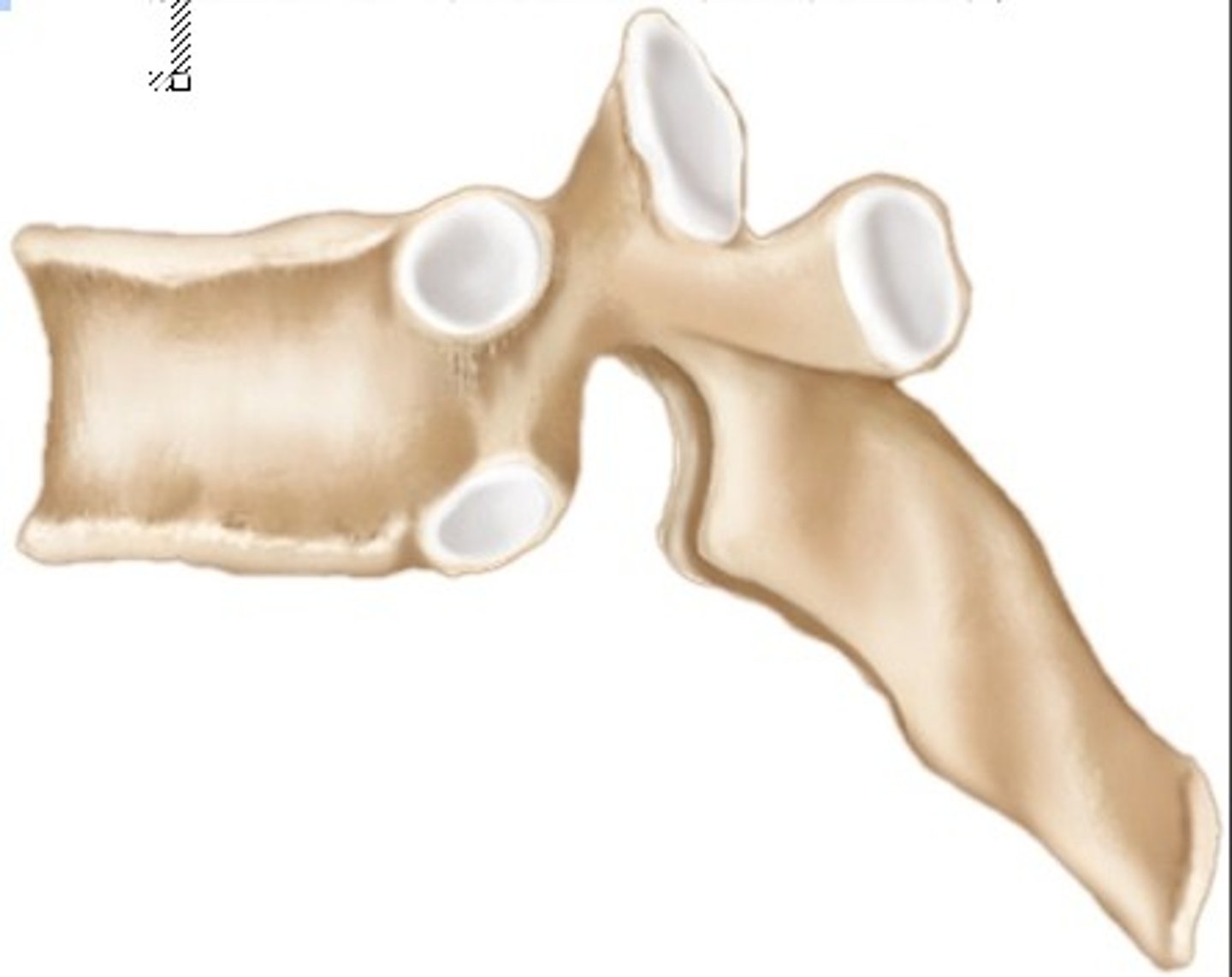 <p>bones of the vertebrae and face, don't fall into categories of others</p>