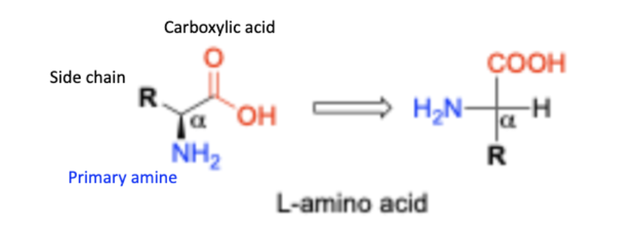 <p>o Amine group, Carboxyl group</p><p>o Both are attached to the same carbon (α-carbon)</p><p>o R: 20 different groups for proteinogenic amino acid</p>