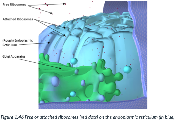 <p>Endoplasmic reticulum (ER): a maze of tightly packed &amp; flattened, ____ structures that form _____ compartments within the ______. </p><p>An extension of the outer _____ of the ____. </p><p>____ &amp; ____ proteins that are derived from _____ found along its surface.</p>