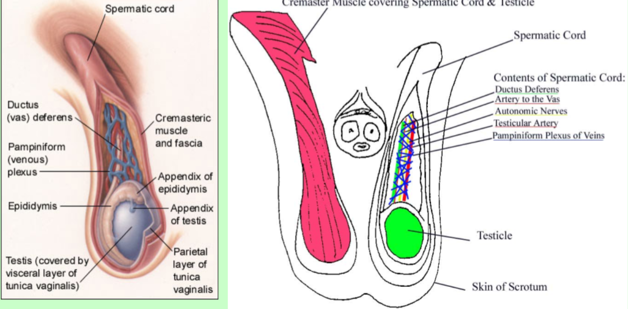 <p>Cremaster muscle</p>