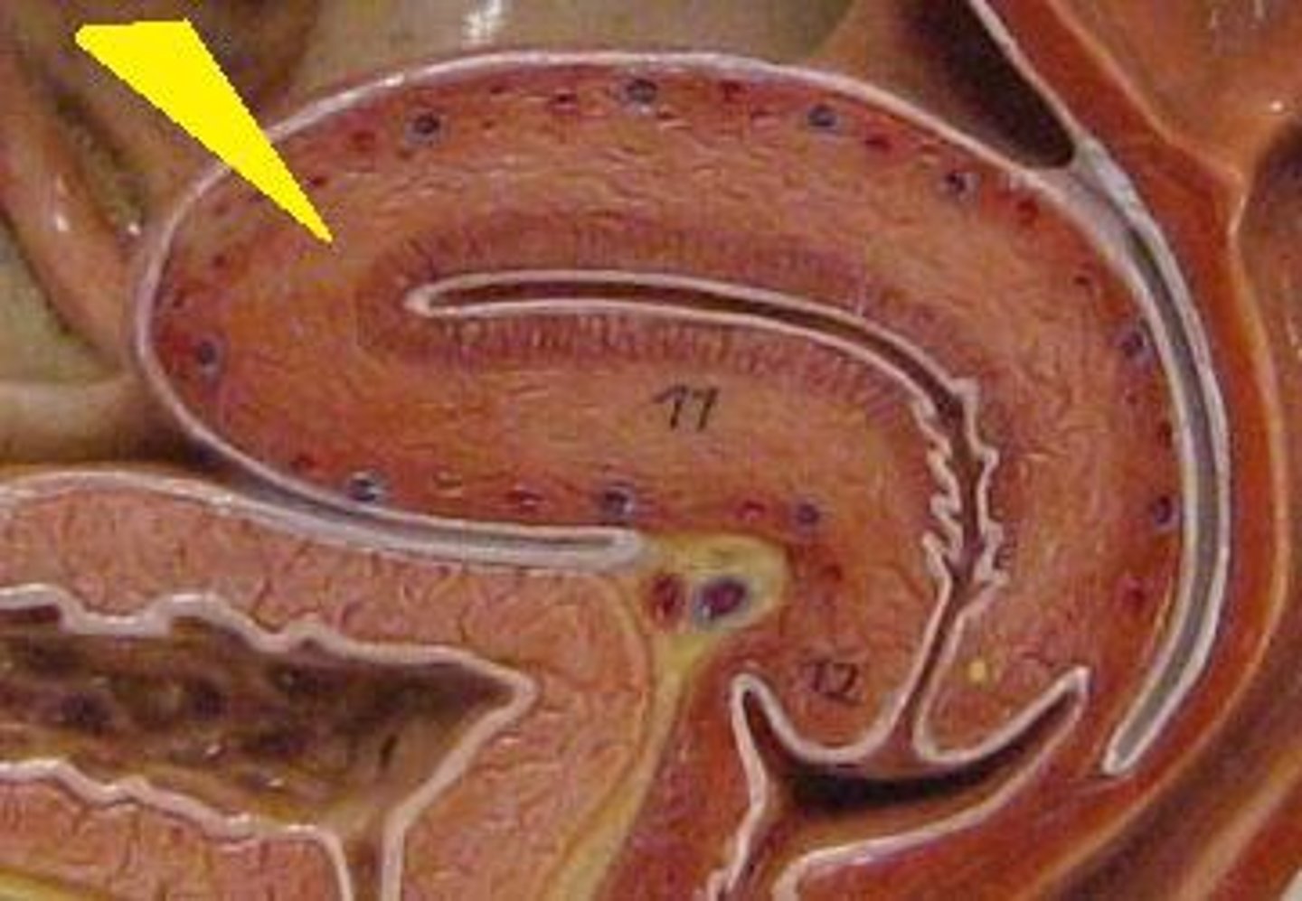 <p>- Outer longitudinal</p><p>- inner circular</p><p>- Muscle function: movement of sperm, embryo, fetus</p>