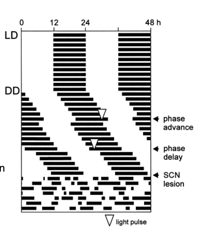 <p><strong>SCN</strong> → body’s master clock; part of the hypothalamus that regulates <strong>circadian rhythms</strong></p><ul><li><p>Lesioning results in dramatic alterations to <strong>circadian rhythms</strong></p><ul><li><p>ex. Sleep-wake hormonal secretions</p></li><li><p>ex. Sleep cycles</p></li></ul></li></ul><p></p>