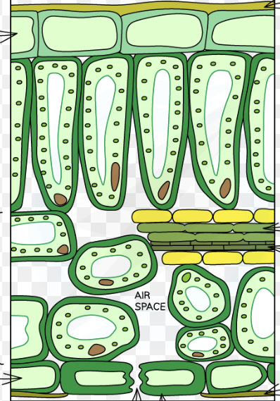<p>Label this leaf cross section</p><p></p>