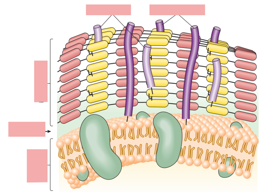 <p>Label the structures and identify whether it is a gram-negative or gram positive</p>