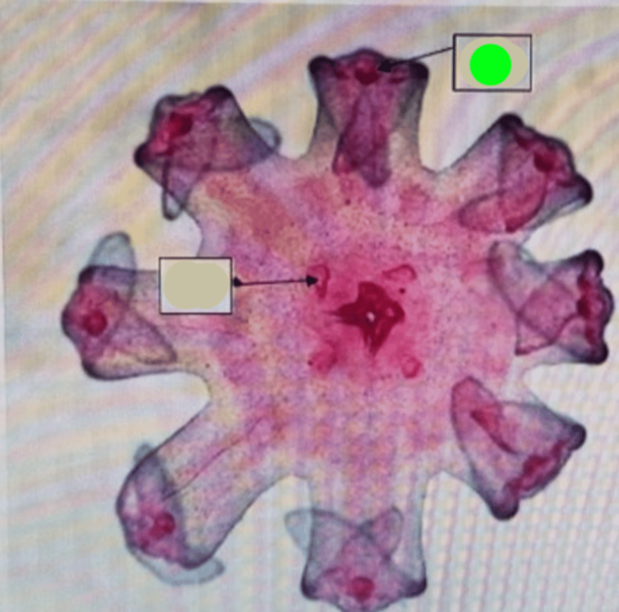 <p>Sensory structure found in jellyfish, comprising a cluster of sensory organs like statocysts and ocelli, aiding in balance and light detection.</p>