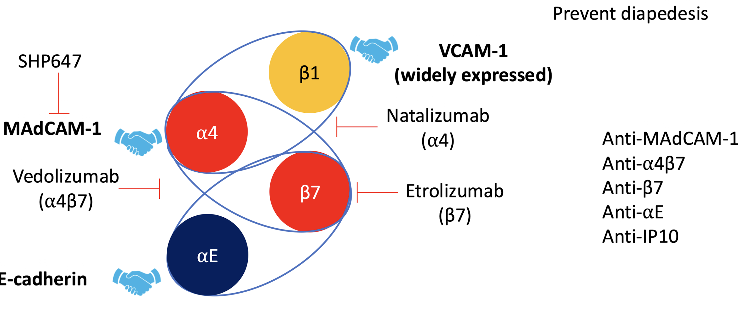 <ul><li><p><strong>Vedolizumab</strong> (α4β7)</p></li><li><p><strong>Etrolizumab</strong> (β7)</p></li><li><p><strong>Natalizumab</strong> (α4 )</p></li><li><p><strong>Anti-MAdCAM-1</strong></p></li></ul><p></p>