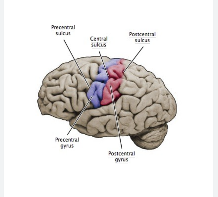 <ul><li><p><strong>The central sulcus:</strong> separates the parietal lobe and the frontal lobe.</p></li><li><p><strong>Precentral gyri:</strong> controls voluntary motor movements</p></li><li><p><strong>Postcentral gyri:</strong> controls involuntary functions</p></li></ul>