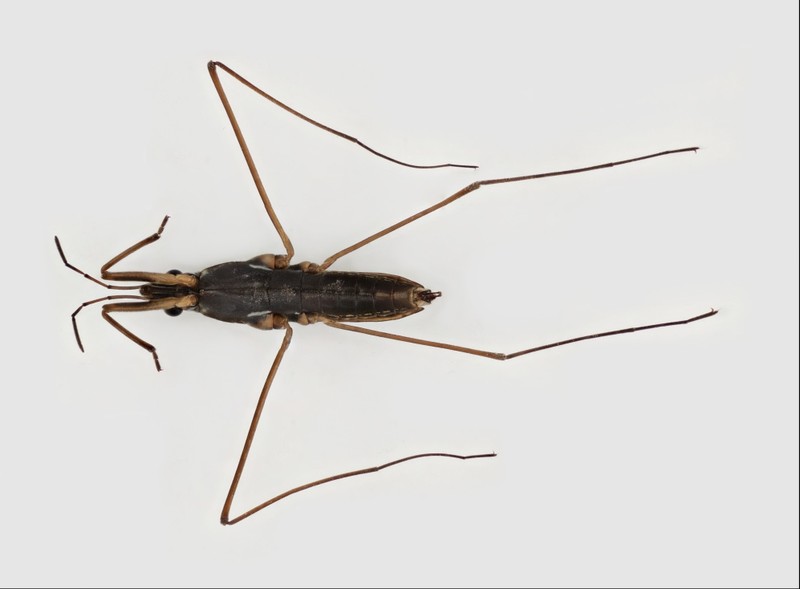 <p>Small thorax, REALLY long, thin middle and hind legs, have both legs and antennae (same shape, antennae are slightly thinner and longer) on head. Class Insecta, Order Hemiptera, called water striders</p>
