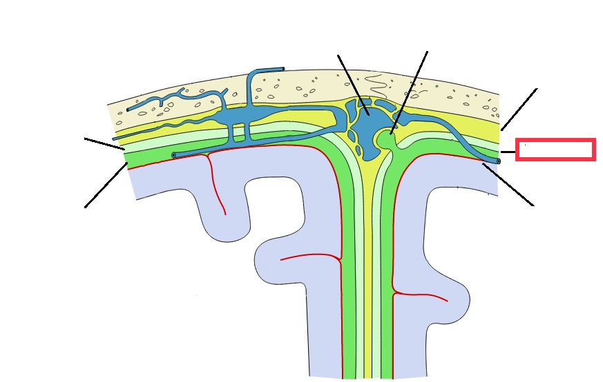 middle layer of the meninges named for the spider-web–like trabeculae that extend between it and the pia mater