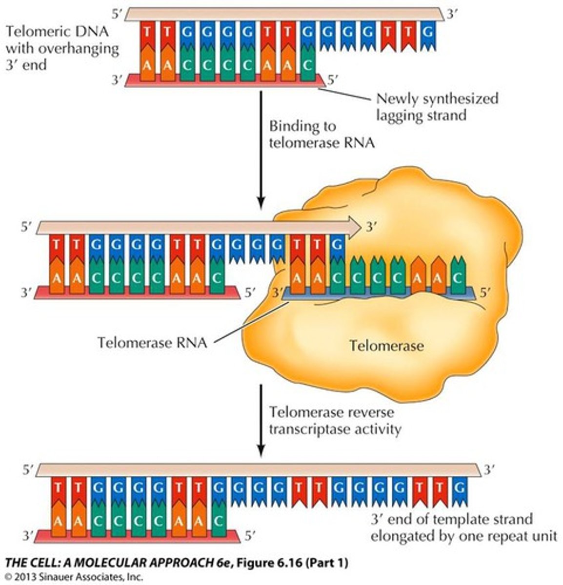 <p>maintains the length of telomeres, which are protective caps at the ends of chromosomes. Telomeres shorten with each cell division, and if they become too short, the cell can stop dividing or die. Telomerase counteracts this process by adding DNA sequences to the telomeres, preventing them from shortening and enabling cells to divide more times.</p><p>allows the strand to be synthesized to the full length of the top strand</p>