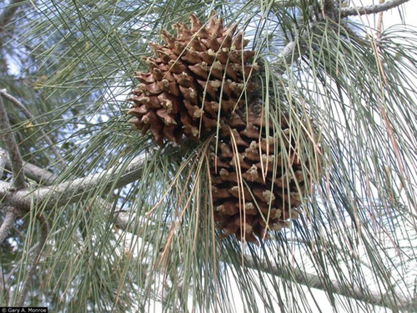 <p>Foothill pine</p>