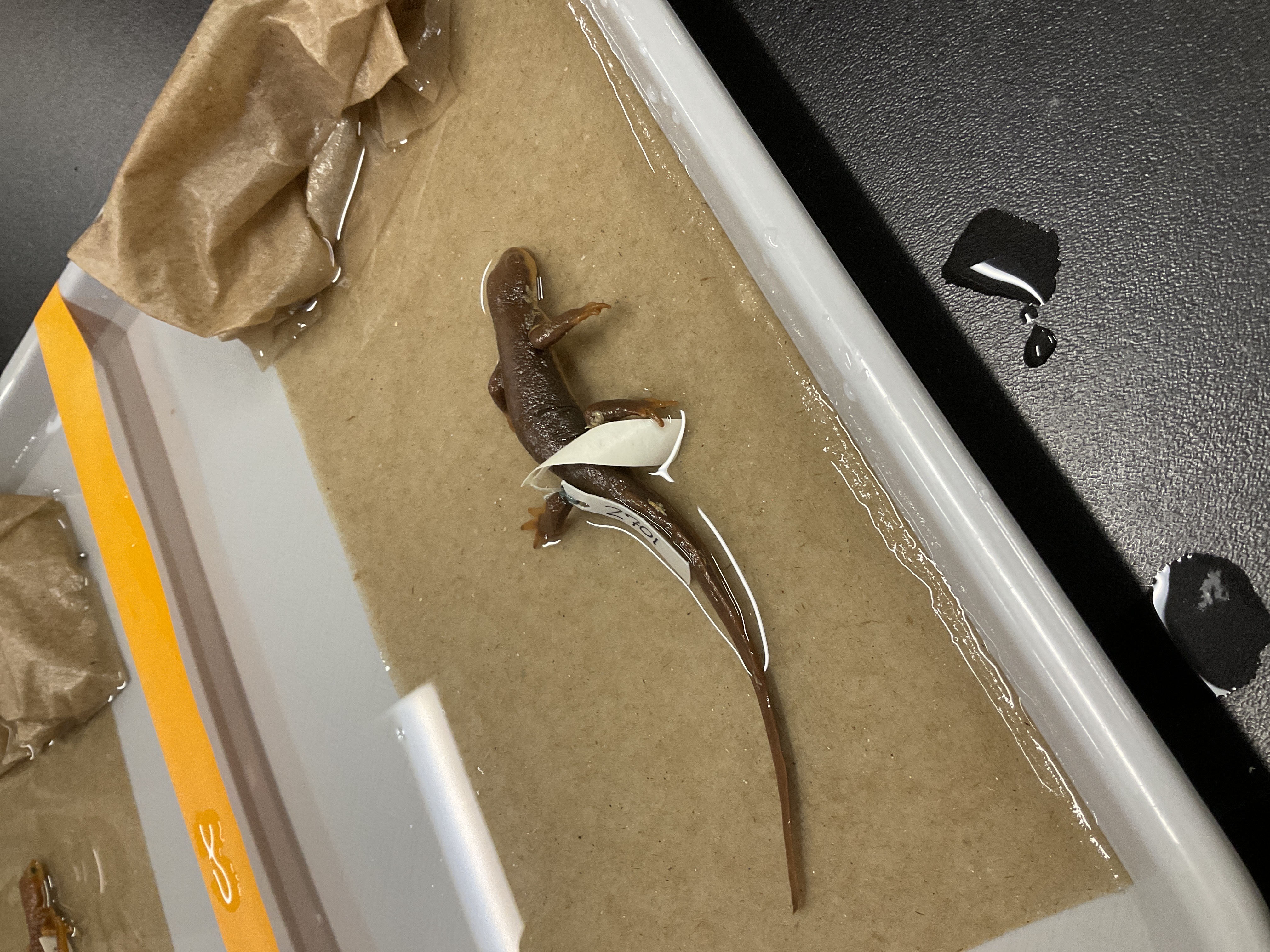 <p>Family and species</p>