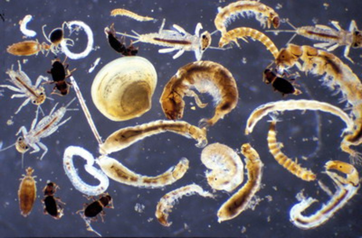 <p>Organisms that lack a spine and are large enough to be seen with the naked eye. (Examples include flatworms, crayfish, snails, clams and insects, such as dragonflies.)</p>