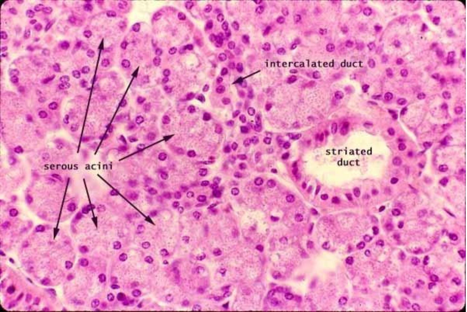 <p>ID the image. BE SPECIFIC</p>