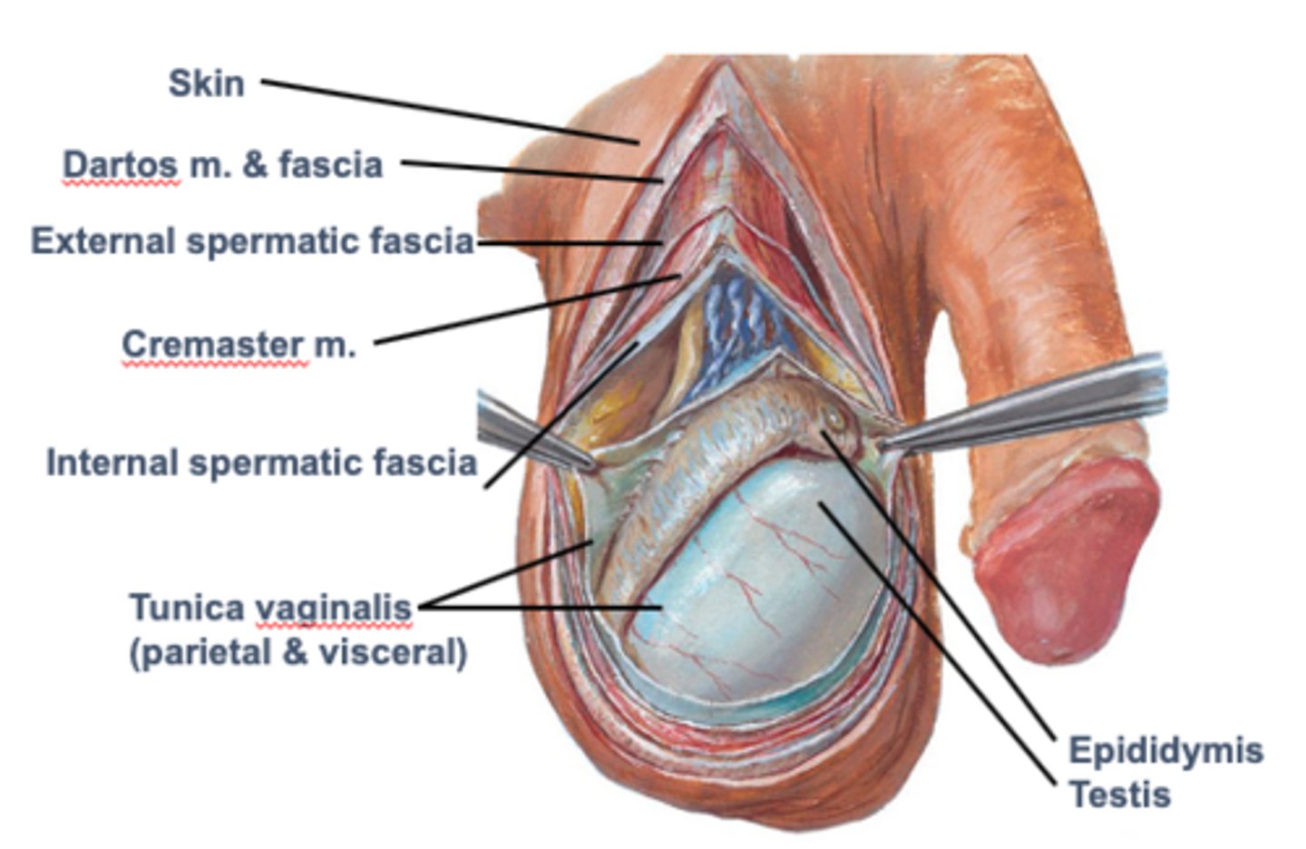 <p>- testis</p><p>- epididymis</p><p>- spermatic cord</p>