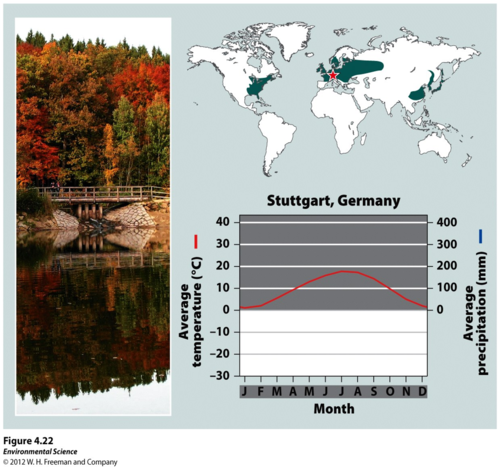 <p>A biome with warmer summers and colder winters than temperate rainforests and dominated by deciduous (broadleaf - maples, oaks, etc.) trees.</p><p>High summer temp. = faster decomp. Broadleaves easier to decomp. than needles = higher soil nutrients than boreal forests or temperate rainforests</p>